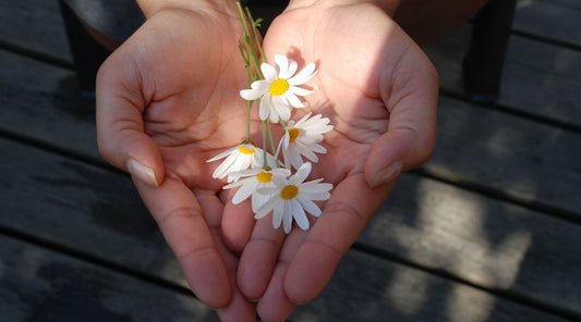 Hand holding a bunch of daisy as symbol of self-forgiveness